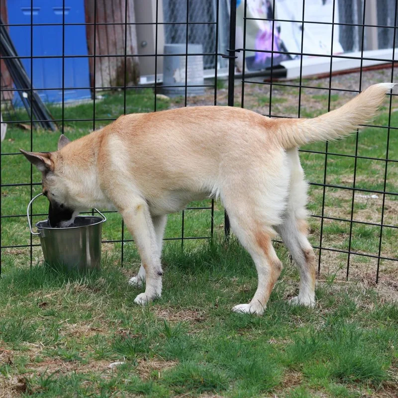 A baby large-sized female Brown / Chocolate Husky dog named Ct Sulfira for adoption in Stormville, NY