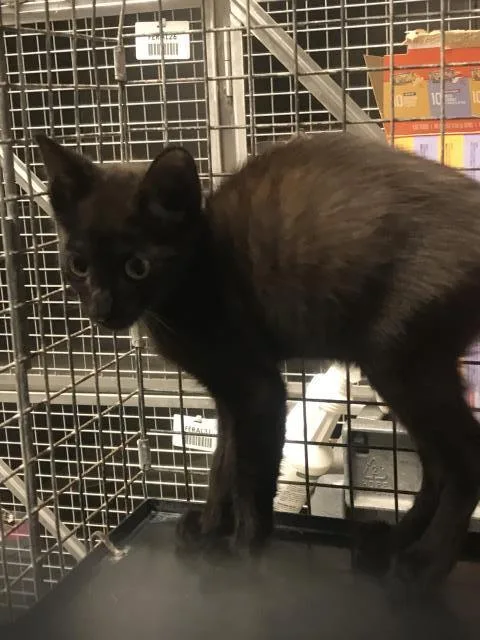 A baby small-sized male Domestic Short Hair cat named A for adoption in Conroe, TX