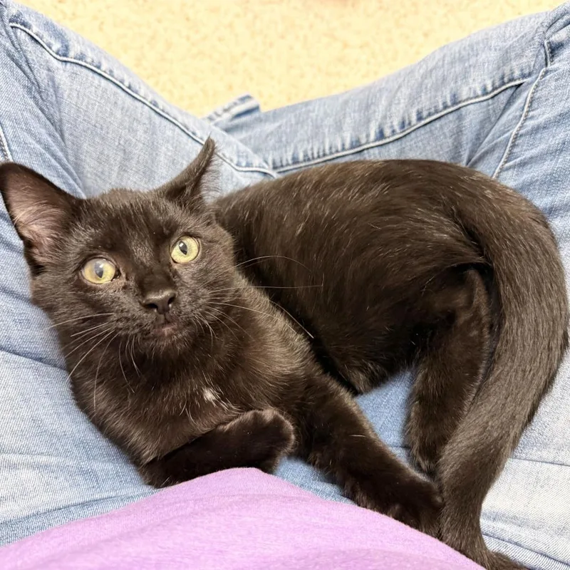 A baby medium-sized male Black Domestic Short Hair cat named McCloud for adoption in Oshkosh, WI