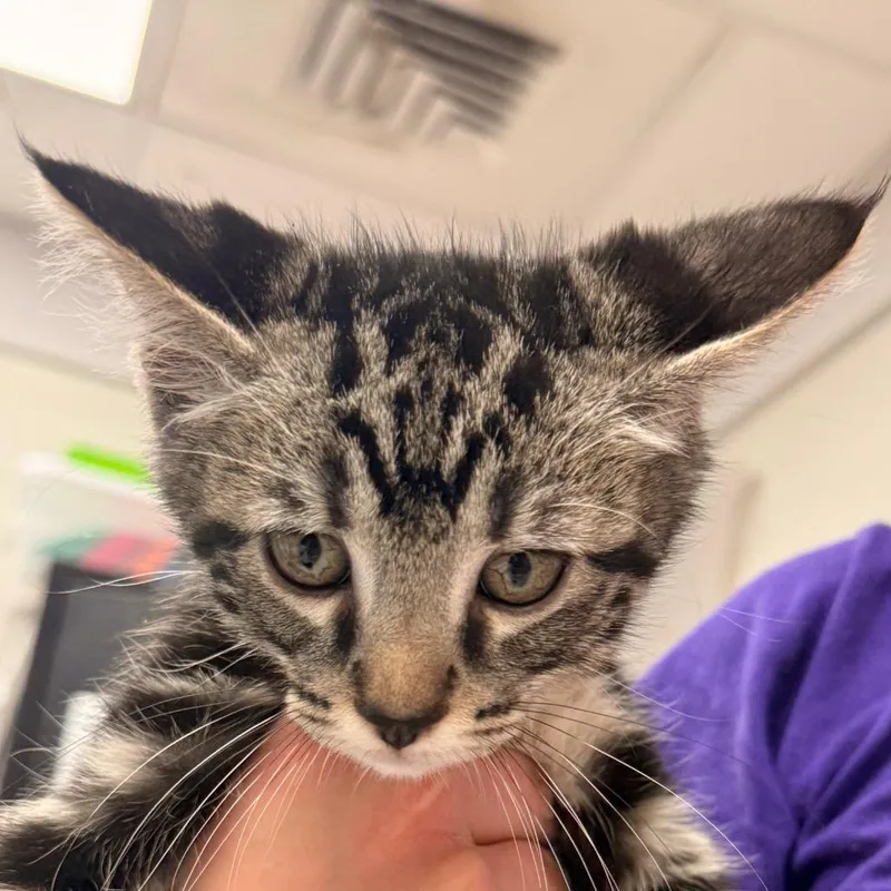 A baby small-sized male Brown / Chocolate Domestic Short Hair cat named Glenn for adoption in Evansville, IN