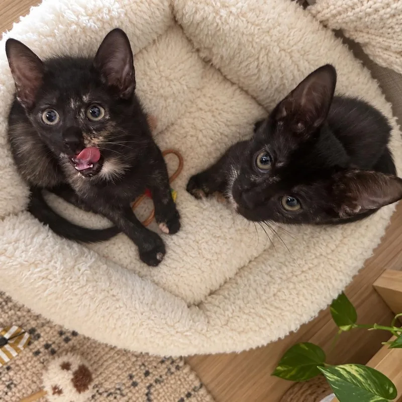 A baby small-sized female Domestic Short Hair cat named Agnes & Eleanor for adoption in Coconut Creek, FL