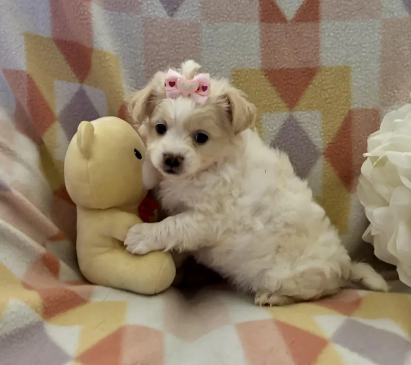 A baby small-sized female Apricot / Beige Shih Tzu dog named Peach for adoption in Corona, CA