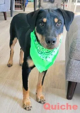 A young medium-sized female Labrador Retriever dog named Quiche for adoption in Mount Laurel, NJ