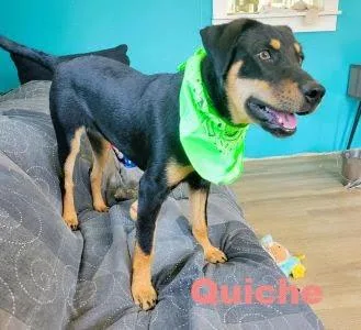 Quiche thumbnail 2