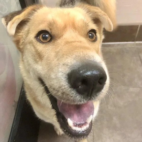 An adult medium-sized male Shar-Pei dog named Bentley for adoption in Des Moines, IA