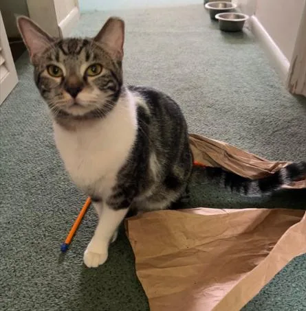 A young medium-sized male Tabby (Gray / Blue / Silver) Tabby cat named Jacobi for adoption in Cincinnati, OH