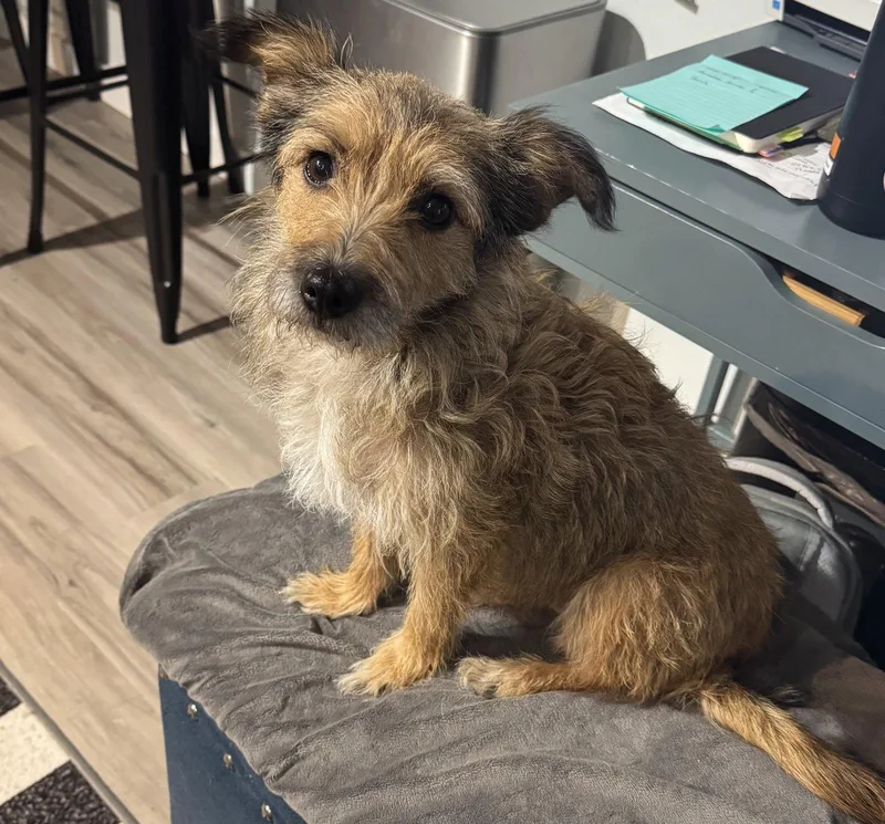 An adult small-sized female Terrier dog named Marci for adoption in Seattle, WA
