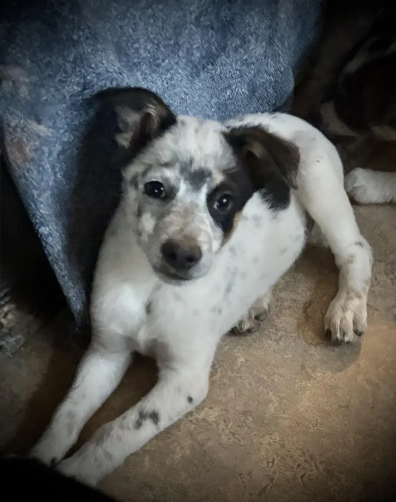 A baby medium-sized male Tricolor (Brown, Black, & White) Australian Cattle Dog / Blue Heeler dog named Cosmo for adoption in Chinle, AZ