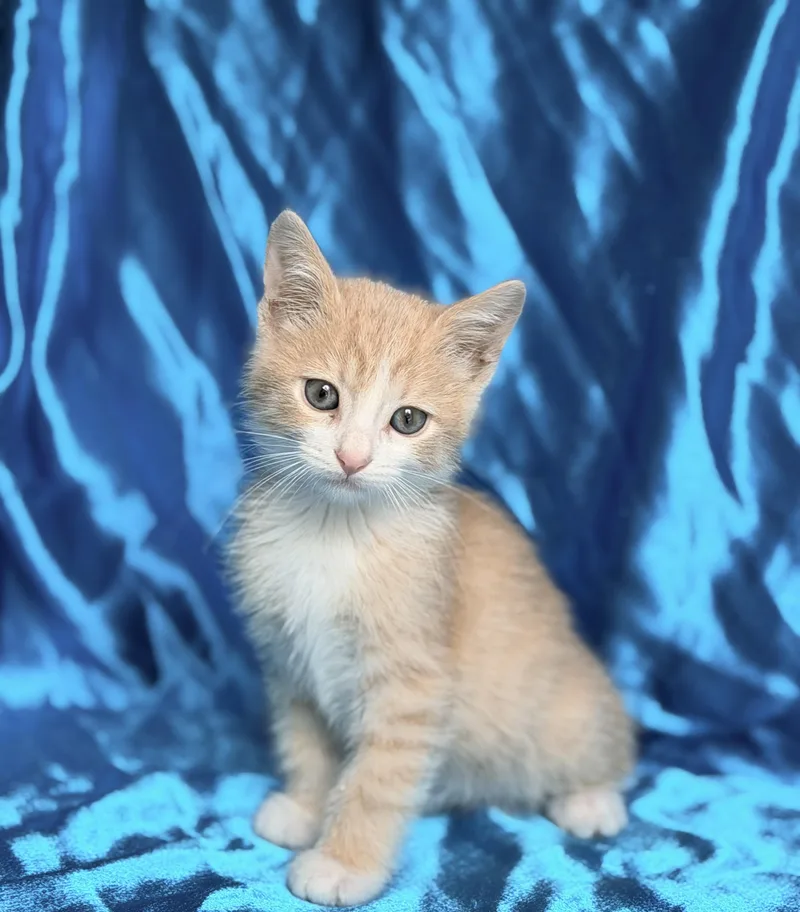 A baby medium-sized male Domestic Short Hair cat named Mango for adoption in Rowland Heights, CA