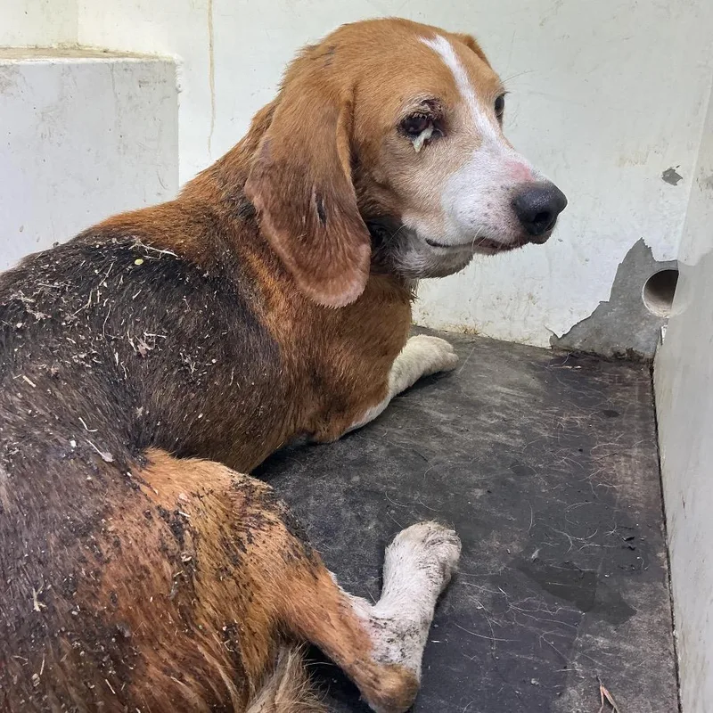 A senior medium-sized male White / Cream Beagle dog named Arthur for adoption in Pine Bluff, AR