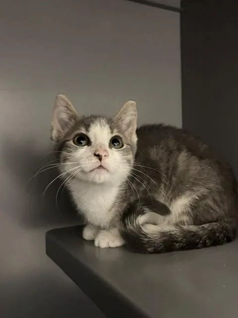 A baby small-sized female Domestic Short Hair cat named Pepper for adoption in Leesburg, VA