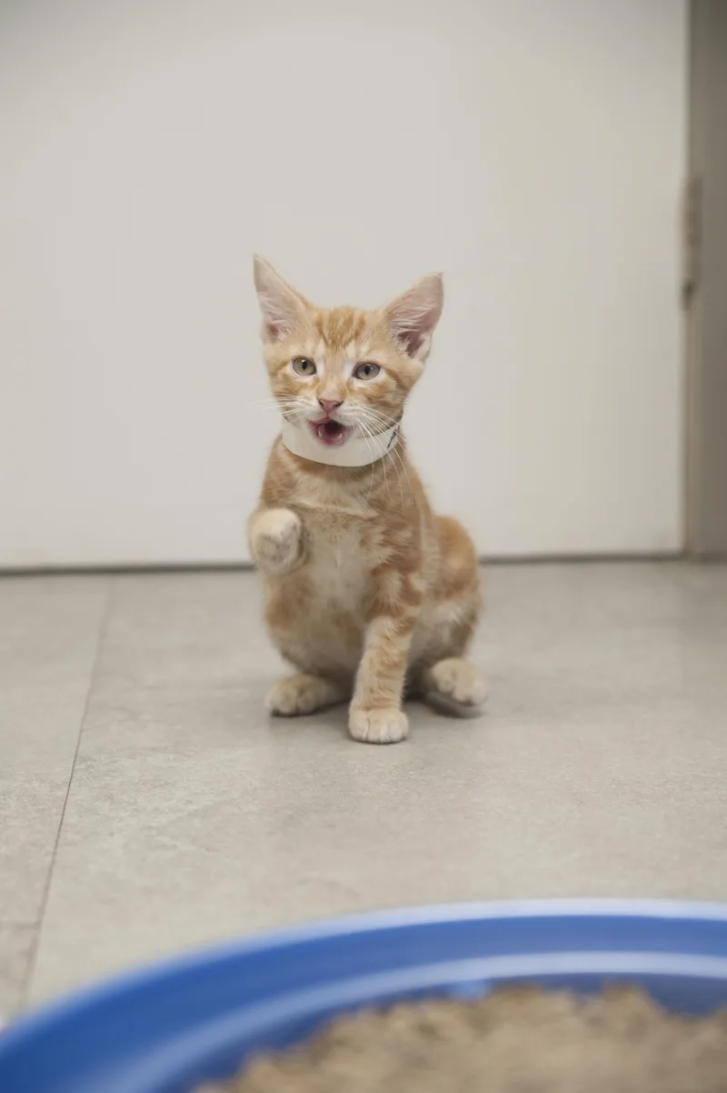 A baby small-sized male Tabby (Orange / Red) Domestic Short Hair cat named Mango for adoption in Media, PA