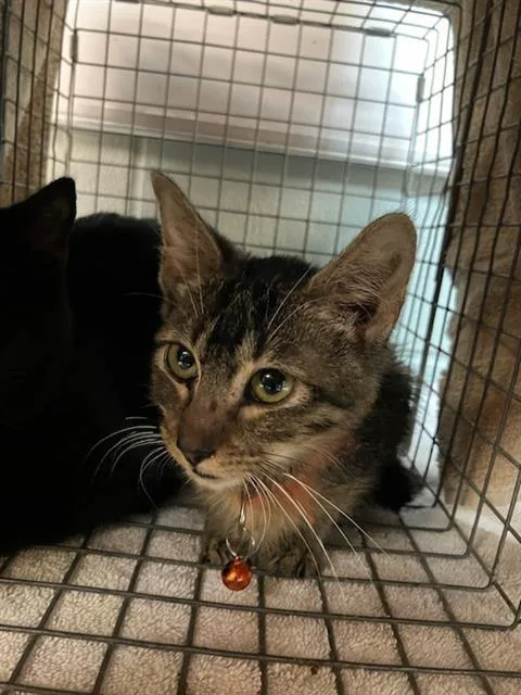 A young small-sized female Domestic Short Hair cat named Pamela for adoption in Jacksonville, FL