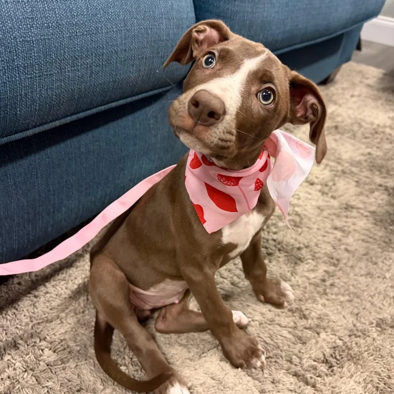 A baby medium-sized female Brown / Chocolate Black Mouth Cur dog named Mina for adoption in Tampa, FL