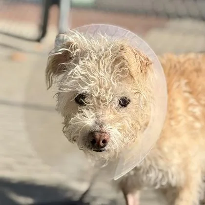 A senior small-sized female Apricot / Beige Terrier dog named Terrie for adoption in Sacramento, CA