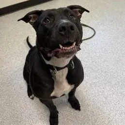 An adult large-sized female Mixed Breed dog named Gucci for adoption in Roseburg, OR