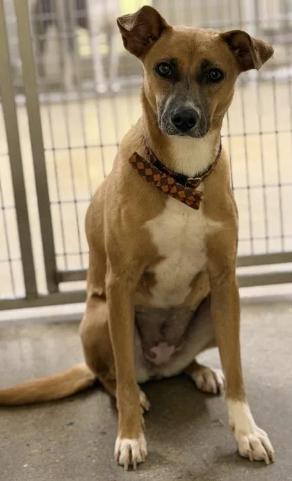 An adult medium-sized female Mixed Breed dog named Ferry for adoption in Cincinnati, OH