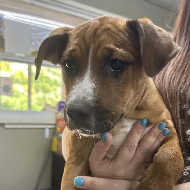 A baby medium-sized female Yellow / Tan / Blond / Fawn Pit Bull Terrier dog named Kelly for adoption in Coos Bay, OR