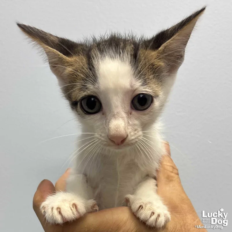 A baby medium-sized male Gray & White Domestic Short Hair cat named Leo for adoption in Washington, DC