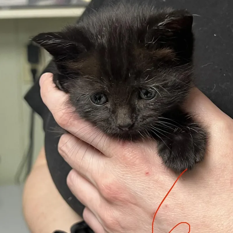A baby small-sized male Black Domestic Short Hair cat named Coal for adoption in Mount Juliet, TN