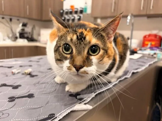 An adult large-sized female Domestic Short Hair cat named Lucy for adoption in Baytown, TX