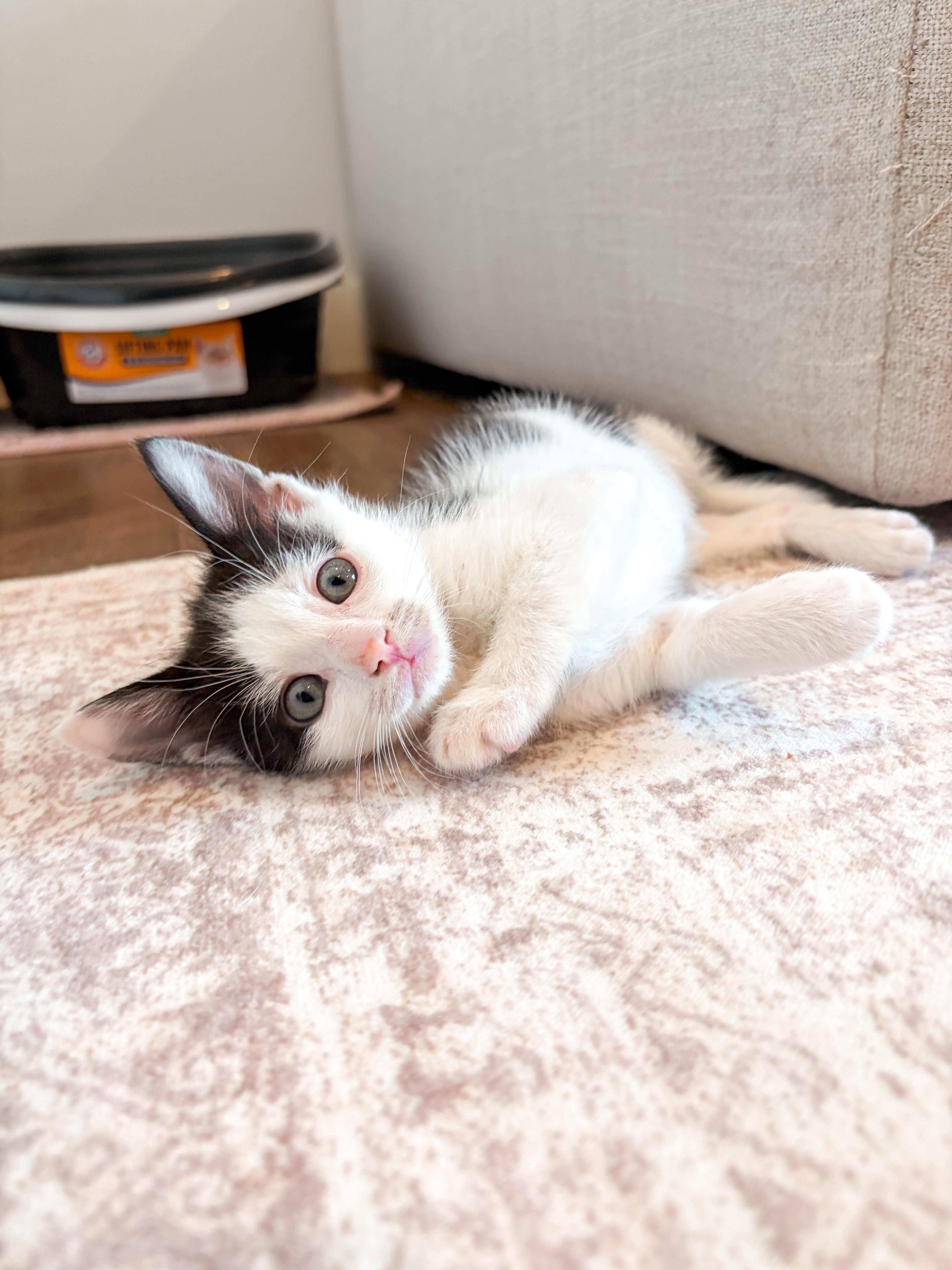 A baby medium-sized male Black & White / Tuxedo Domestic Short Hair cat named Boots for adoption in Columbia, MD