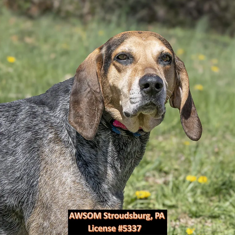 An adult large-sized female Brown / Chocolate Coonhound dog named Susie for adoption in Stroudsburg, PA