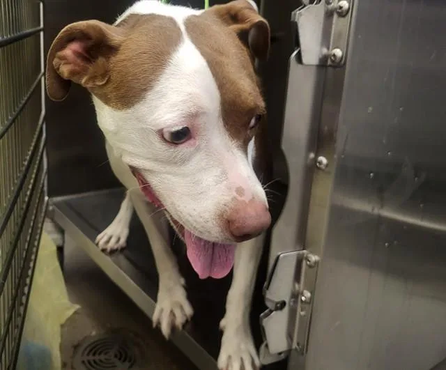An adult small-sized female Pit Bull Terrier dog named Honey for adoption in Tucson, AZ