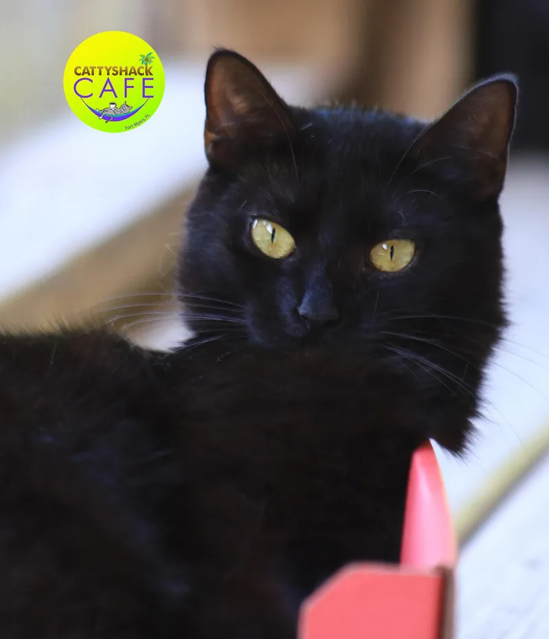 Lollipop thumbnail 2