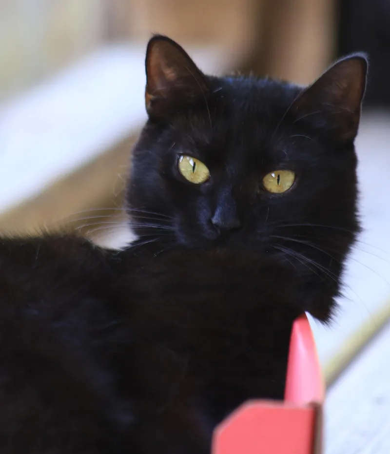 Lollipop thumbnail 3