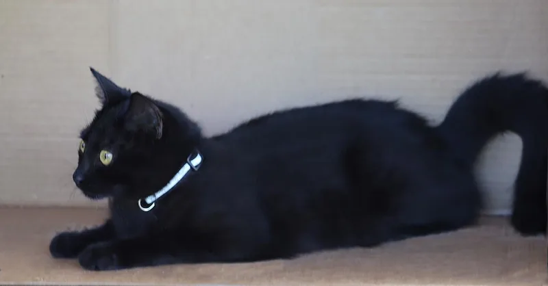 Lollipop thumbnail 4