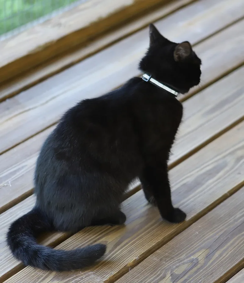 Lollipop thumbnail 5