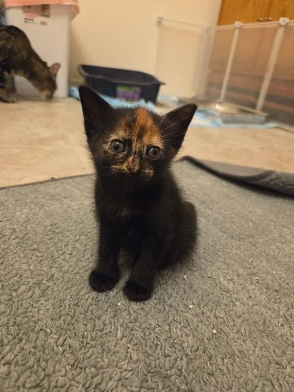 A baby medium-sized female Black Tortoiseshell cat named Lily Tomlin  Snl for adoption in Anthem, AZ