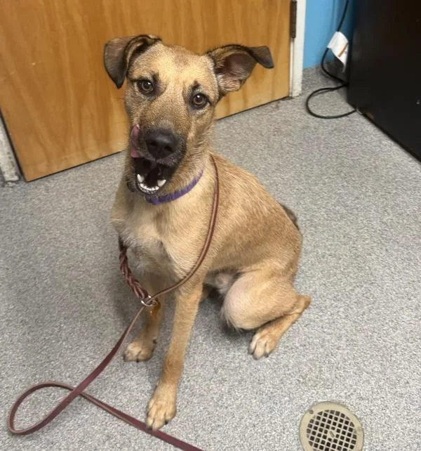 A young large-sized male Terrier dog named Sitka for adoption in Escondido, CA