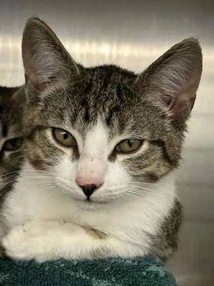 A baby small-sized male Domestic Short Hair cat named Boq for adoption in Verona, WI