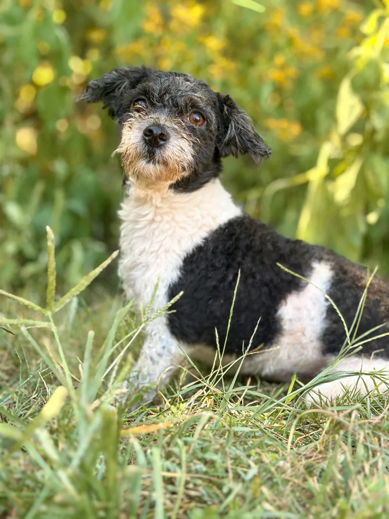 An adult small-sized female Gray / Blue / Silver Poodle dog named Rosalind Transport for adoption in Gradyville, KY