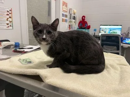 A baby medium-sized male Gray / Blue / Silver Domestic Short Hair cat named Cleetus Mcfarland for adoption in Kansas City, MO