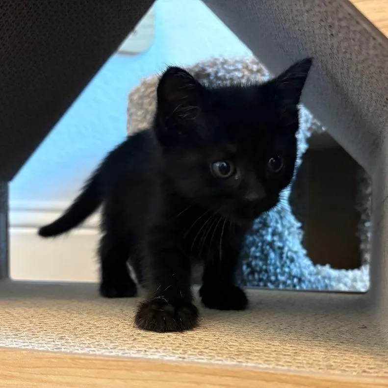 A baby small-sized female Black Domestic Short Hair cat named Adriana for adoption in Flower Mound, TX