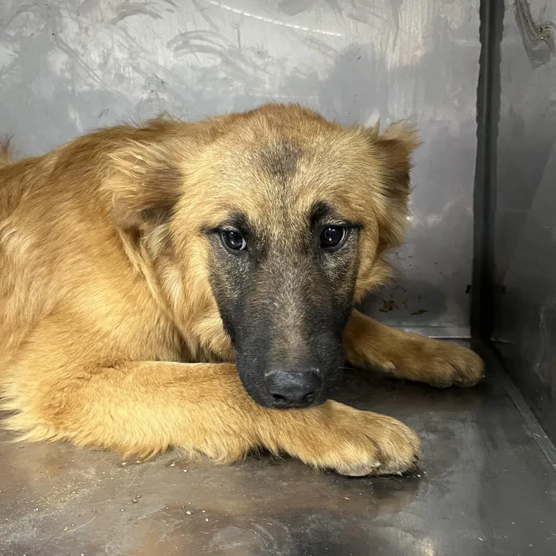 A young medium-sized female Brown / Chocolate Shepherd dog named Clairo for adoption in Birmingham, AL