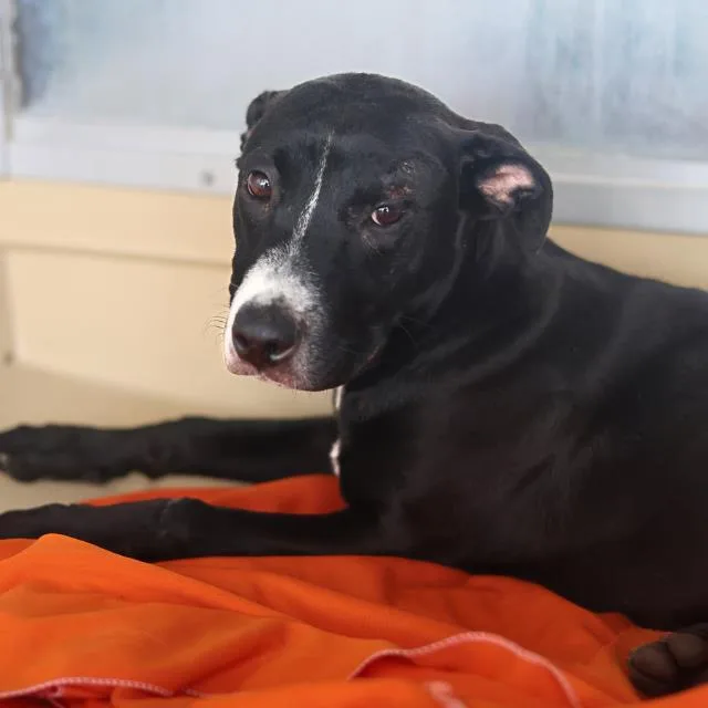 A young medium-sized female Labrador Retriever dog named Lady for adoption in San Antonio, TX