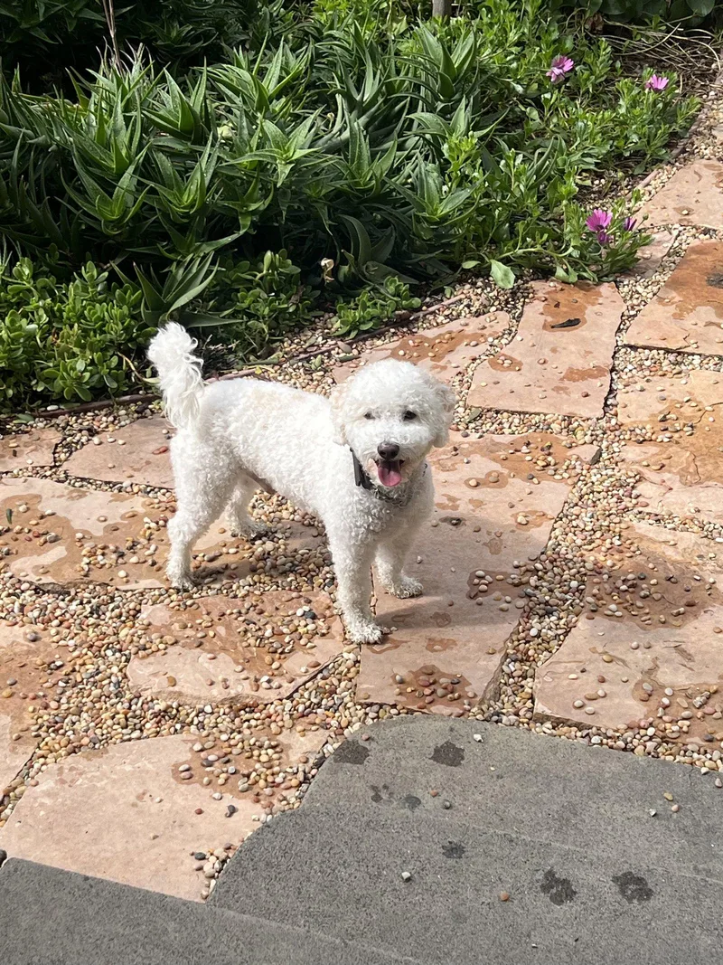 An adult small-sized male Poodle dog named George for adoption in Orange, CA