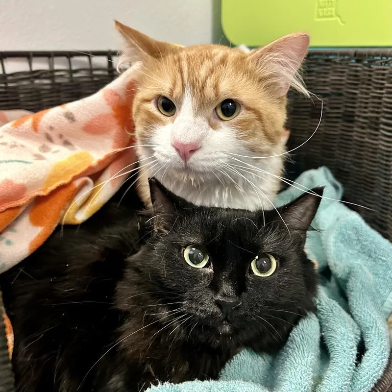 An adult medium-sized male Orange / Red Domestic Medium Hair cat named Sammy for adoption in Henderson, NV