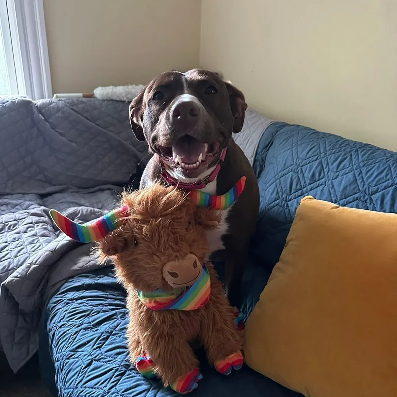 An adult medium-sized female Pit Bull Terrier dog named Cassie for adoption in Pembroke, MA