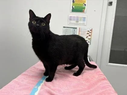An adult large-sized female Black Domestic Short Hair cat named Pricilla for adoption in Kansas City, MO