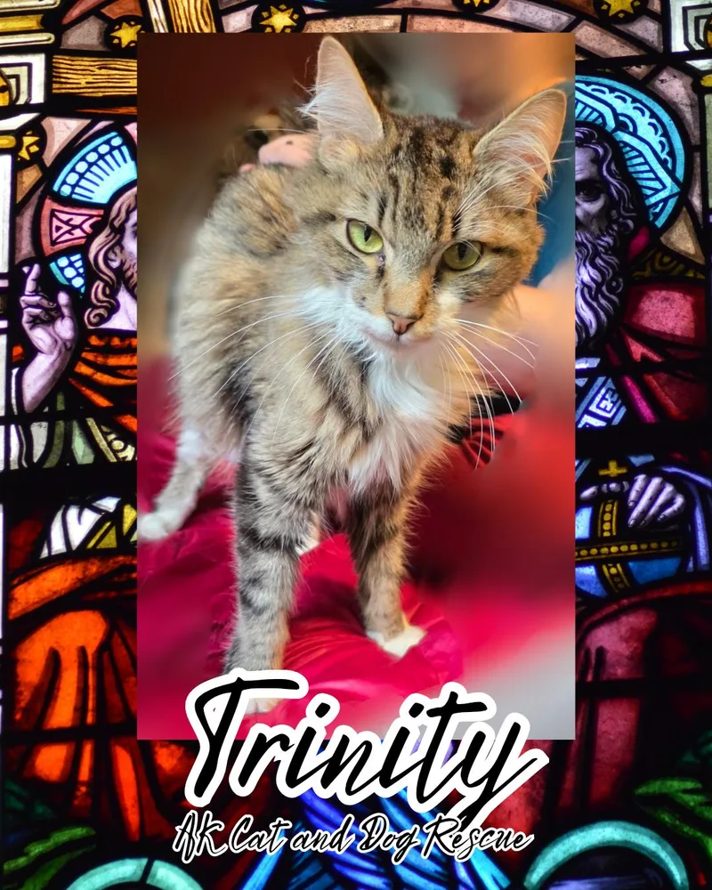 An adult large-sized female Domestic Long Hair cat named Trinity for adoption in Wasilla, AK