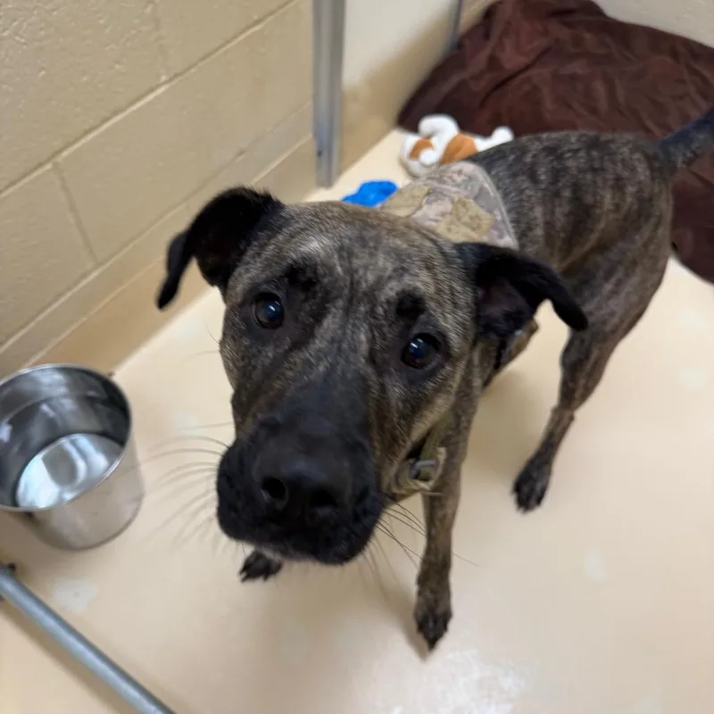 A young large-sized female Brindle Mixed Breed dog named Venusaur for adoption in Winston-Salem, NC