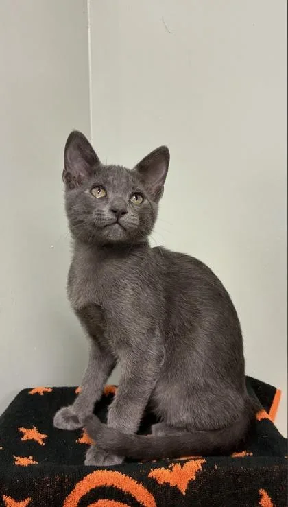A baby medium-sized male Russian Blue cat named Irwin for adoption in Picayune, MS