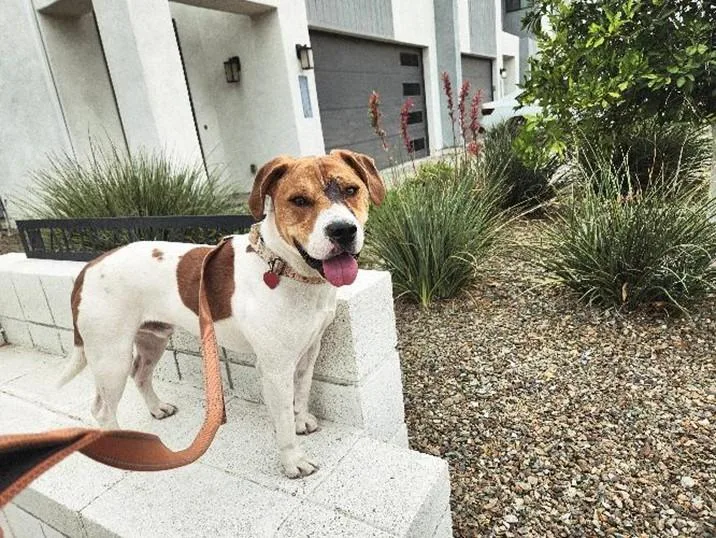 An adult medium-sized male Beagle dog named Mambo for adoption in Phoenix, AZ