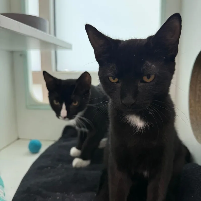 A baby small-sized female Black Domestic Short Hair cat named Daiquiri for adoption in Branford, CT