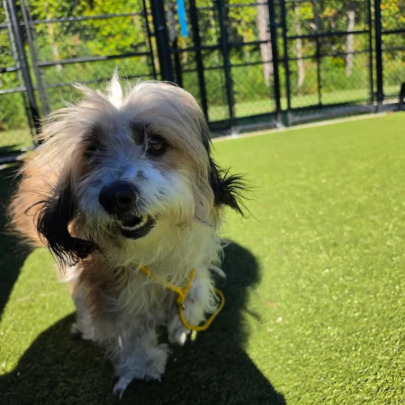 An adult small-sized female Brown / Chocolate Mixed Breed dog named Noodle for adoption in Greensboro, NC